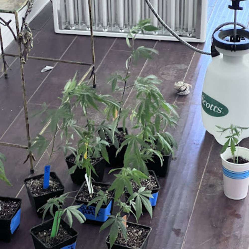 Meet your Posher, Aurora